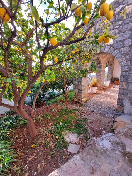 deilino (47) 450x600